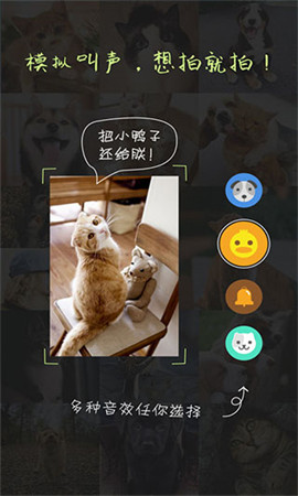 萌宠相机截图4